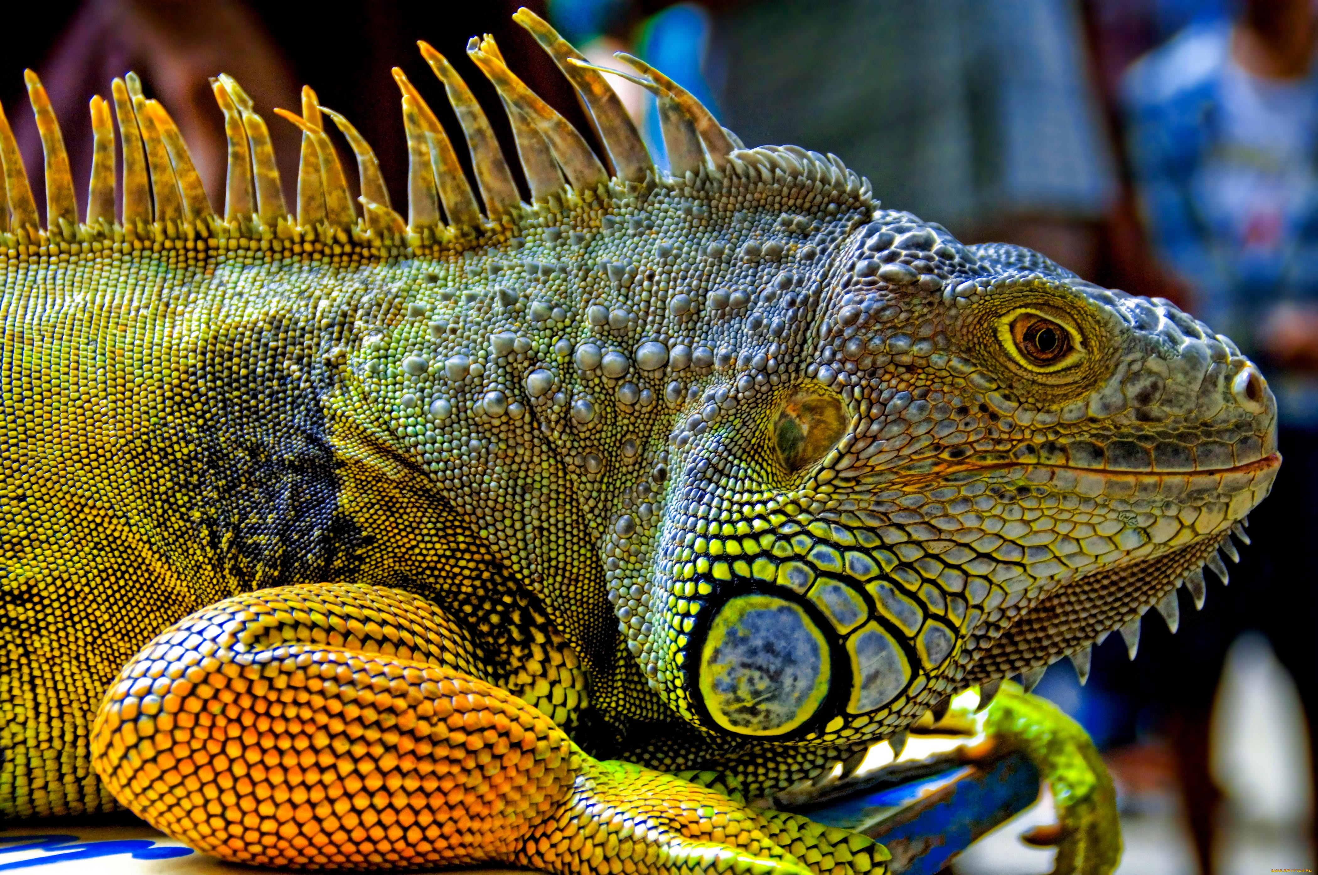 , , , , iguana